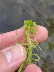 Sphagnum fallax