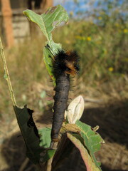 Borocera madagascariensis