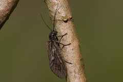 Sialis