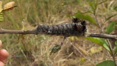 Borocera madagascariensis