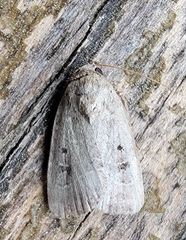 Elaphria fuscimacula