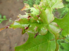 Dasineura communis