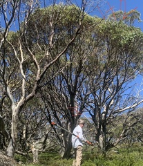 Eucalyptus pauciflora niphophila
