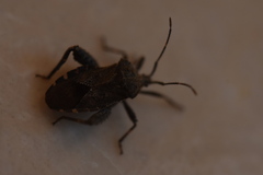 Acanthocoris