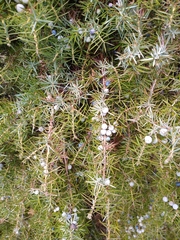 Juniperus