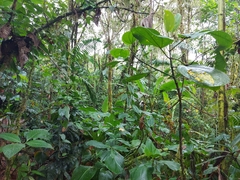 Catharus maculatus