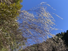 Spiraea prunifolia pseudoprunifolia