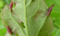 Dasineura communis