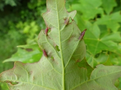 Dasineura communis