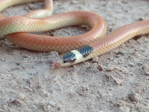 Photo of a Cuyan Burrowing Snake (Phalotris cuyanus)