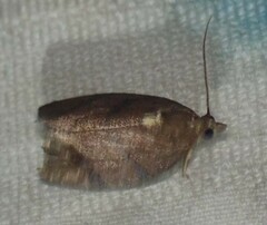 Argyrotaenia juglandana