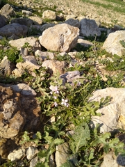 Erucaria hispanica