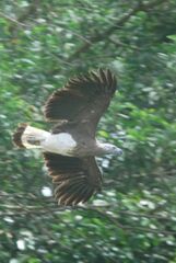 Haliaeetus ichthyaetus