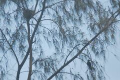 Corvus macrorhynchos