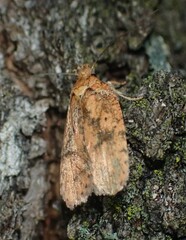 Agonopterix robiniella