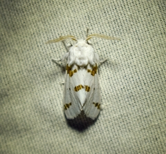 Euerythra trimaculata