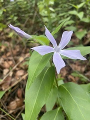 Vinca difformis