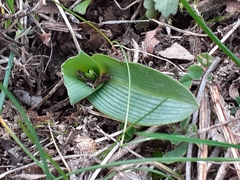 Ophrys apifera