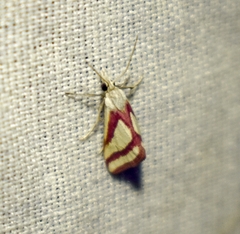 Microtheoris vibicalis