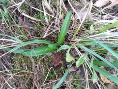 Anacamptis pyramidalis