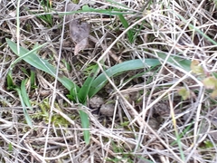Anacamptis pyramidalis