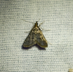 Steniodes declivalis