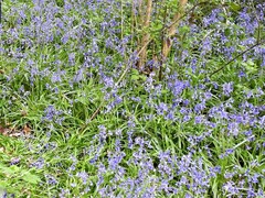 Hyacinthoides non-scripta