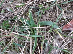 Anacamptis pyramidalis