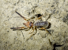 Eremobatidae