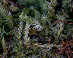 Plagiothecium laetum