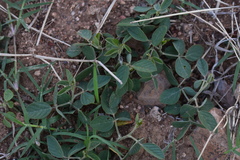 Glycine max soja