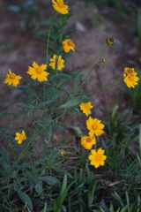 Coreopsis grandiflora