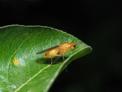 Psila