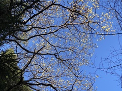 Sassafras randaiense