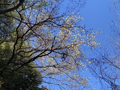 Sassafras randaiense