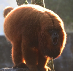 Alouatta guariba