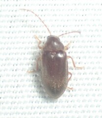 Ptilodactyla