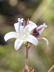 Wahlenbergia rubioides