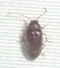 Ptilodactyla