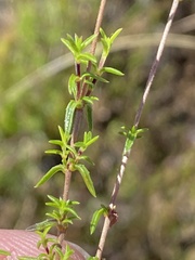 Wahlenbergia rubioides