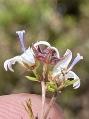 Wahlenbergia rubioides