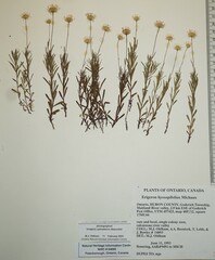 Erigeron hyssopifolius