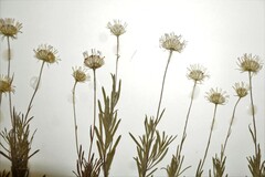 Erigeron hyssopifolius