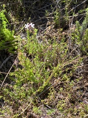 Wahlenbergia rubioides
