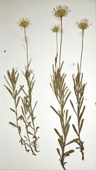 Erigeron hyssopifolius