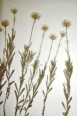 Erigeron hyssopifolius