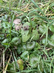 Lamium purpureum