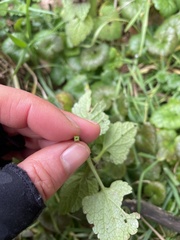 Lamium purpureum