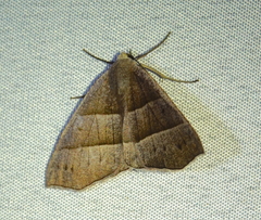 Cosmophyga privataria