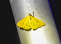 Loxomorpha flavidissimalis